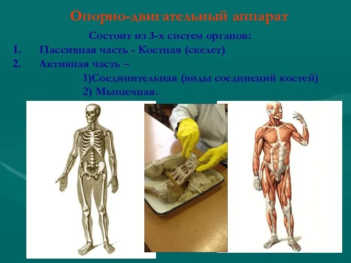 Опорно-двигательный аппарат Состоит из 3-х систем органов: Пассивная часть -