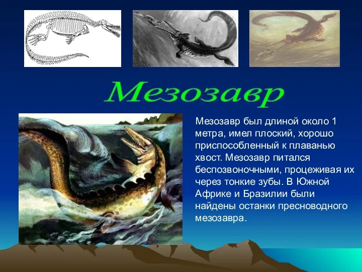 Мезозавр был длиной около 1 метра, имел плоский, хорошо приспособленный
