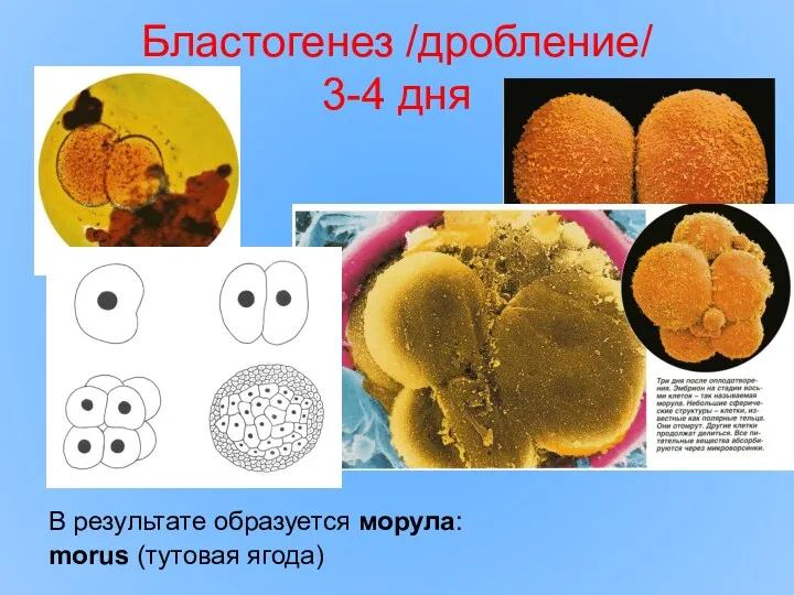 Бластогенез /дробление/ 3-4 дня В результате образуется морула: morus (тутовая ягода)