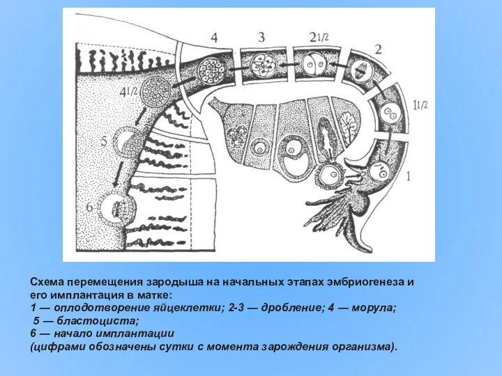 Схема перемещения зародыша на начальных этапах эмбриогенеза и его имплантация