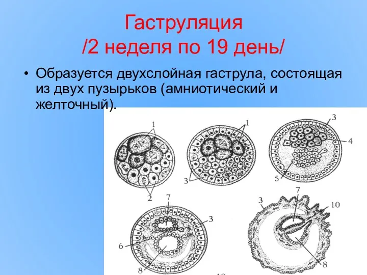 Гаструляция /2 неделя по 19 день/ Образуется двухслойная гаструла, состоящая из двух пузырьков (амниотический и желточный).