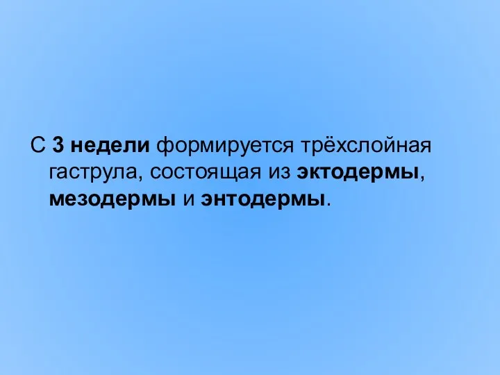 С 3 недели формируется трёхслойная гаструла, состоящая из эктодермы, мезодермы и энтодермы.