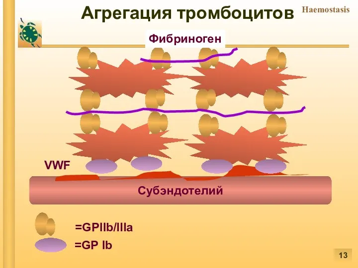 Субэндотелий =GPIIb/IIIa =GP Ib Фибриноген VWF Агрегация тромбоцитов