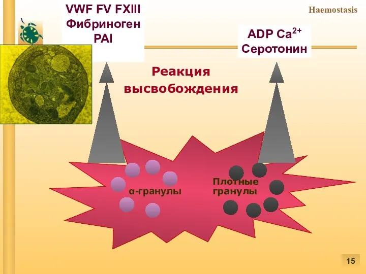 α-гранулы VWF FV FXIII Фибриноген PAI ADP Са2+ Серотонин Плотные гранулы Реакция высвобождения