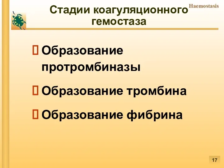 Стадии коагуляционного гемостаза Образование протромбиназы Образование тромбина Образование фибрина