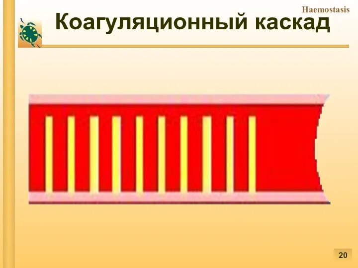 Коагуляционный каскад