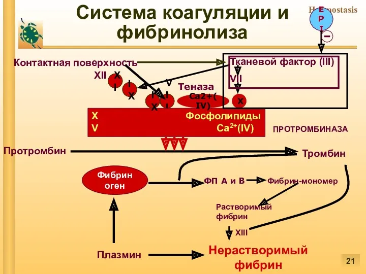 Фибриноген VIII IX XI Контактная поверхность Тканевой фактор (III) Х