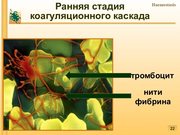 Ранняя стадия коагуляционного каскада тромбоцит нити фибрина