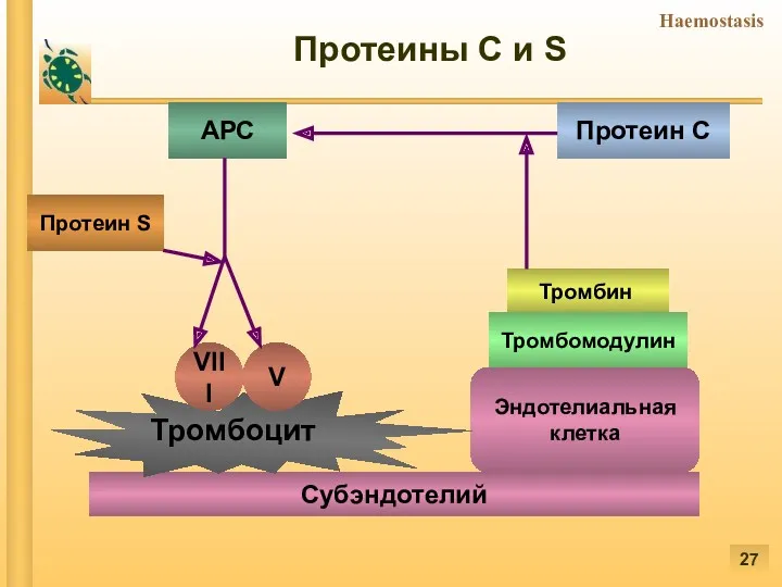 Субэндотелий Эндотелиальная клетка VIII V Тромбомодулин Протеин С АРС Протеин