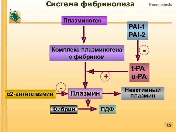 Плазминоген Комплекс плазминогена с фибрином Плазмин Фибрин ПДФ t-PA u-PA