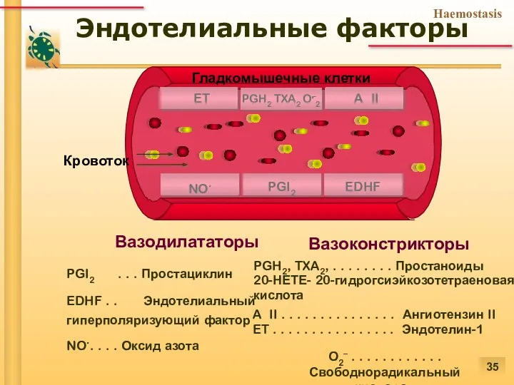 NO. PGI2 EDHF ET A II Гладкомышечные клетки PGH2 TXA2 O–2 . Эндотелиальные факторы