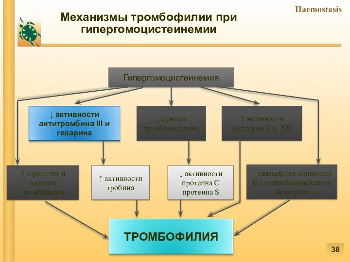 Гипергомоцистеинемия ↓ синтеза тромбомодулина ↑ активности факторов V и XII