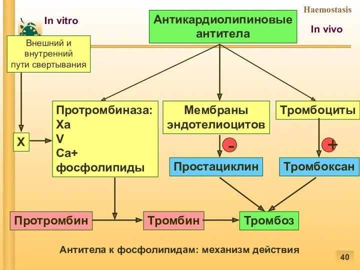 Внешний и внутренний пути свертывания Антикардиолипиновые антитела Протромбиназа: Xa V