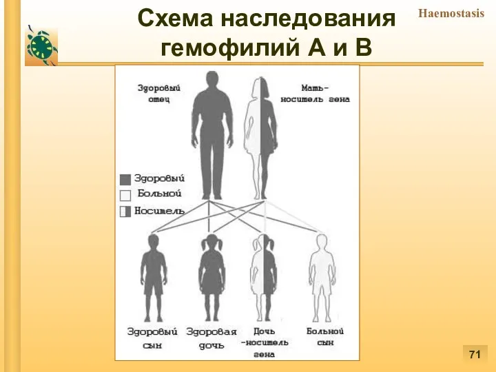 заболевания. Схема наследования гемофилий А и В