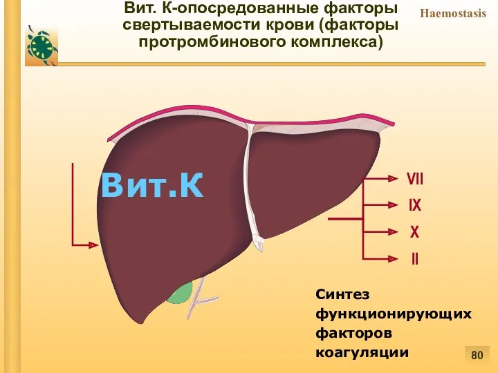 Вит. К-опосредованные факторы свертываемости крови (факторы протромбинового комплекса) VII IX