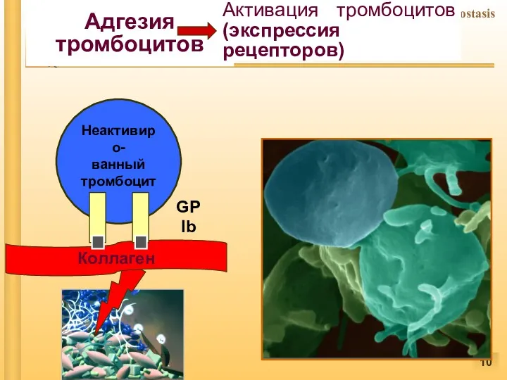 Адгезия тромбоцитов Коллаген Неактивиро- ванный тромбоцит Активация тромбоцитов (экспрессия рецепторов) GP Ib