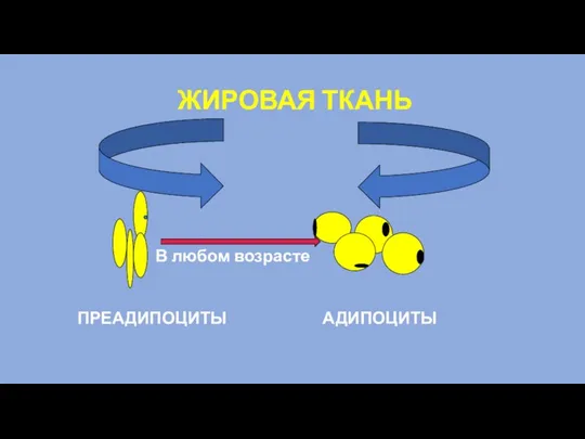 ЖИРОВАЯ ТКАНЬ ПРЕАДИПОЦИТЫ АДИПОЦИТЫ В любом возрасте