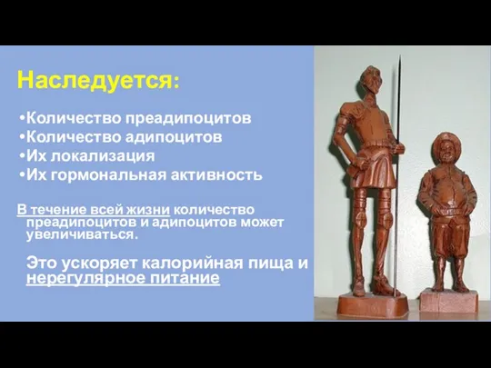 Наследуется: Количество преадипоцитов Количество адипоцитов Их локализация Их гормональная активность