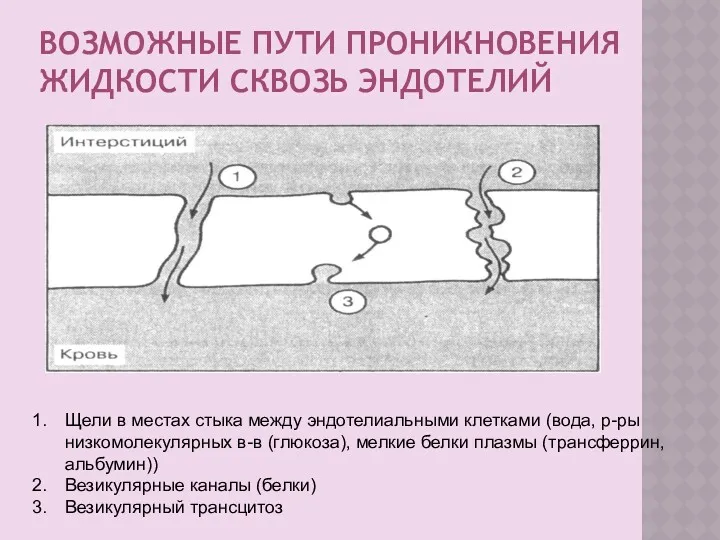 ВОЗМОЖНЫЕ ПУТИ ПРОНИКНОВЕНИЯ ЖИДКОСТИ СКВОЗЬ ЭНДОТЕЛИЙ Щели в местах стыка