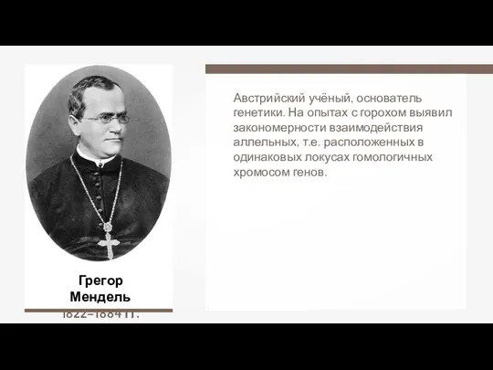 Грегор Мендель 1822–1884 гг. Австрийский учёный, основатель генетики. На опытах