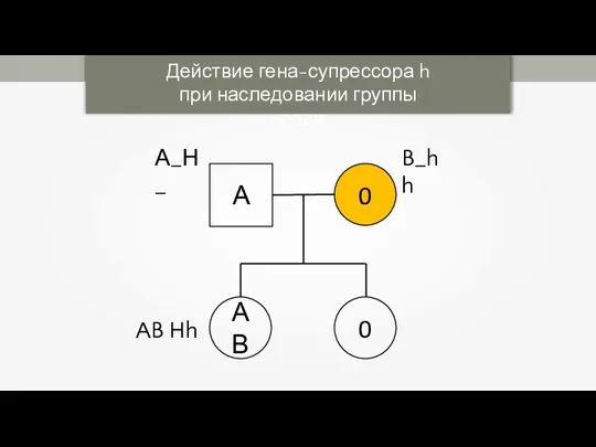 Действие гена-супрессора h при наследовании группы крови