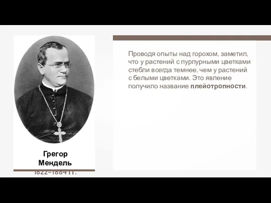 Грегор Мендель 1822–1884 гг. Проводя опыты над горохом, заметил, что