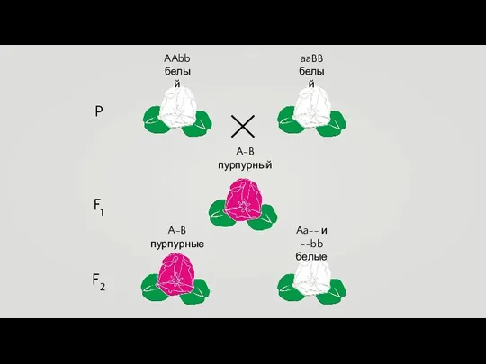 AAbb белый aaBB белый A-B пурпурный A-B пурпурные Aa-- и --bb белые P F1 F2