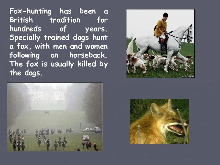 Fox-hunting has been a British tradition for hundreds of years. Specially trained dogs