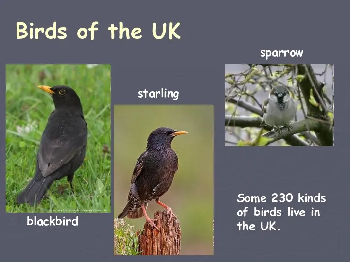 Birds of the UK blackbird starling sparrow Some 230 kinds of birds live in the UK.