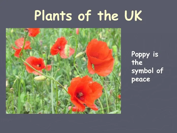 Plants of the UK Poppy is the symbol of peace