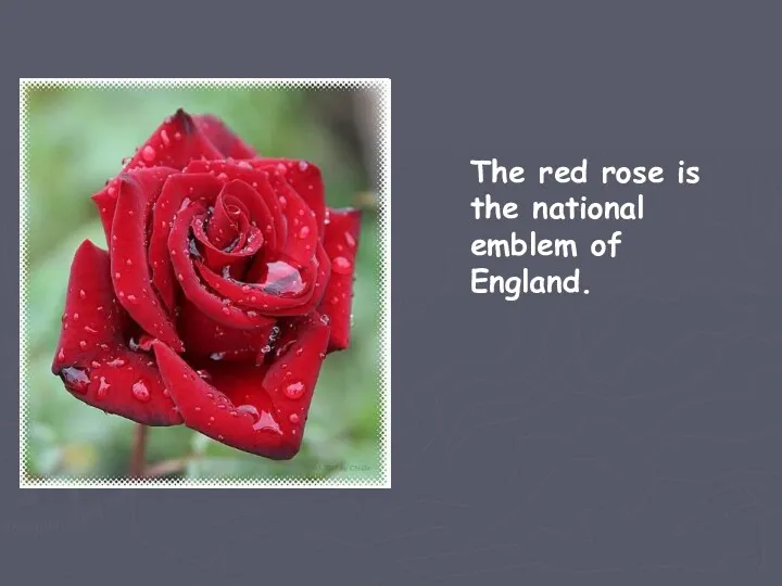 The red rose is the national emblem of England.
