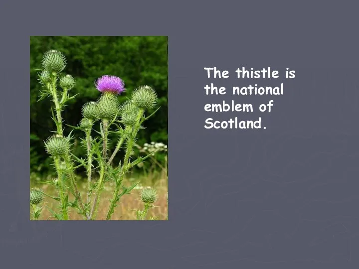 The thistle is the national emblem of Scotland.
