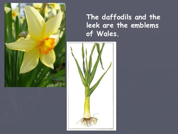 The daffodils and the leek are the emblems of Wales.