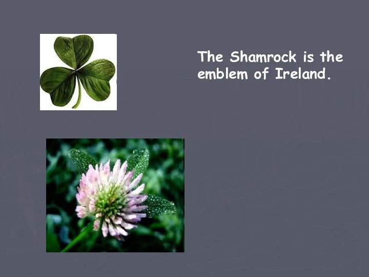 The Shamrock is the emblem of Ireland.