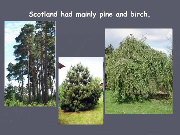 Scotland had mainly pine and birch.
