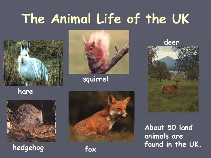 The Animal Life of the UK hare fox deer hedgehog squirrel About 50