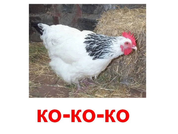 ко-ко-ко