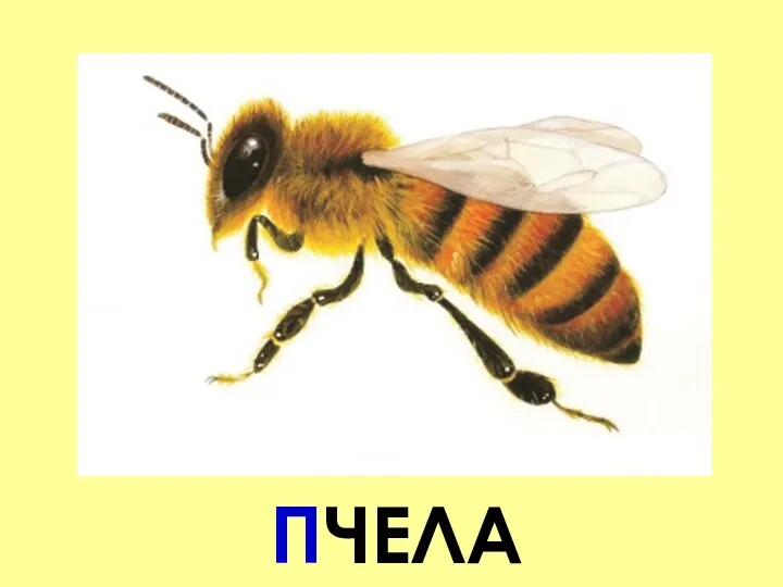 ПЧЕЛА