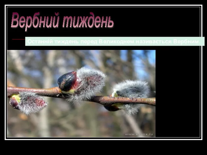 Вербний тиждень Останній тиждень перед Великоднем називається Вербним.