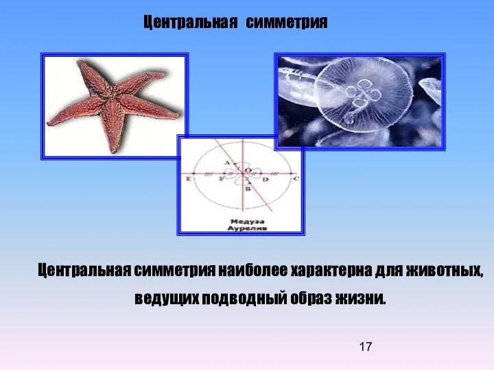 Центральная симметрия Центральная симметрия наиболее характерна для животных, ведущих подводный образ жизни.