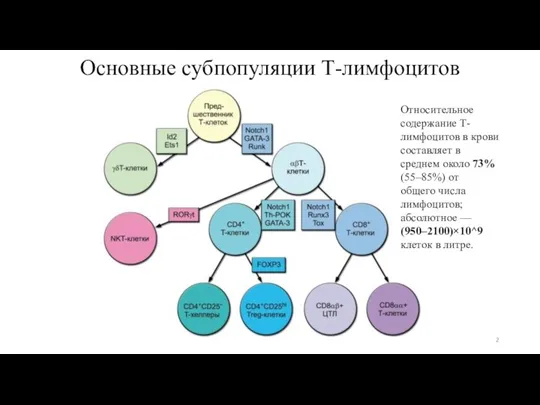 Основные субпопуляции Т-лимфоцитов Относительное содержание Т-лимфоцитов в крови составляет в