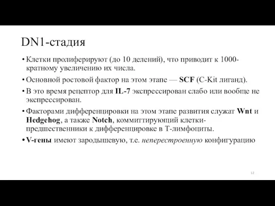 DN1-стадия Клетки пролиферируют (до 10 делений), что приводит к 1000-кратному