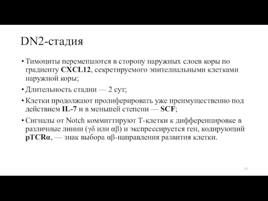 DN2-стадия Тимоциты перемещаются в сторону наружных слоев коры по градиенту