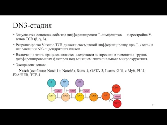 DN3-стадия Запускается основное событие дифференцировки Т-лимфоцитов — перестройка V-генов TCR