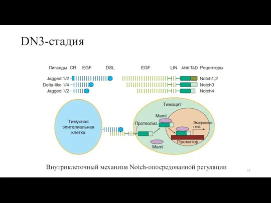 DN3-стадия Внутриклеточный механизм Notch-опосредованной регуляции