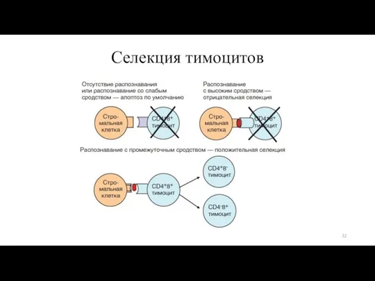 Селекция тимоцитов