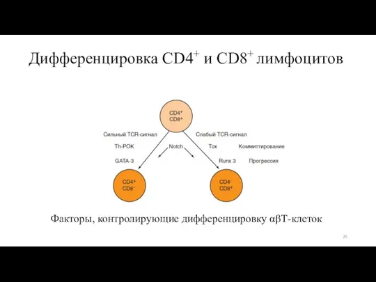 Дифференцировка CD4+ и CD8+ лимфоцитов Факторы, контролирующие дифференцировку αβТ-клеток