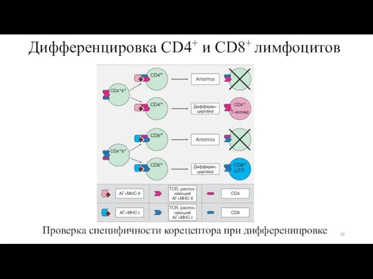 Дифференцировка CD4+ и CD8+ лимфоцитов Проверка специфичности корецептора при дифференицровке