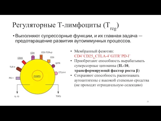 Регуляторные Т-лимфоциты (Treg) Выполняют супрессорные функции, и их главная задача