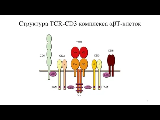 Структура TCR-CD3 комплекса αβТ-клеток